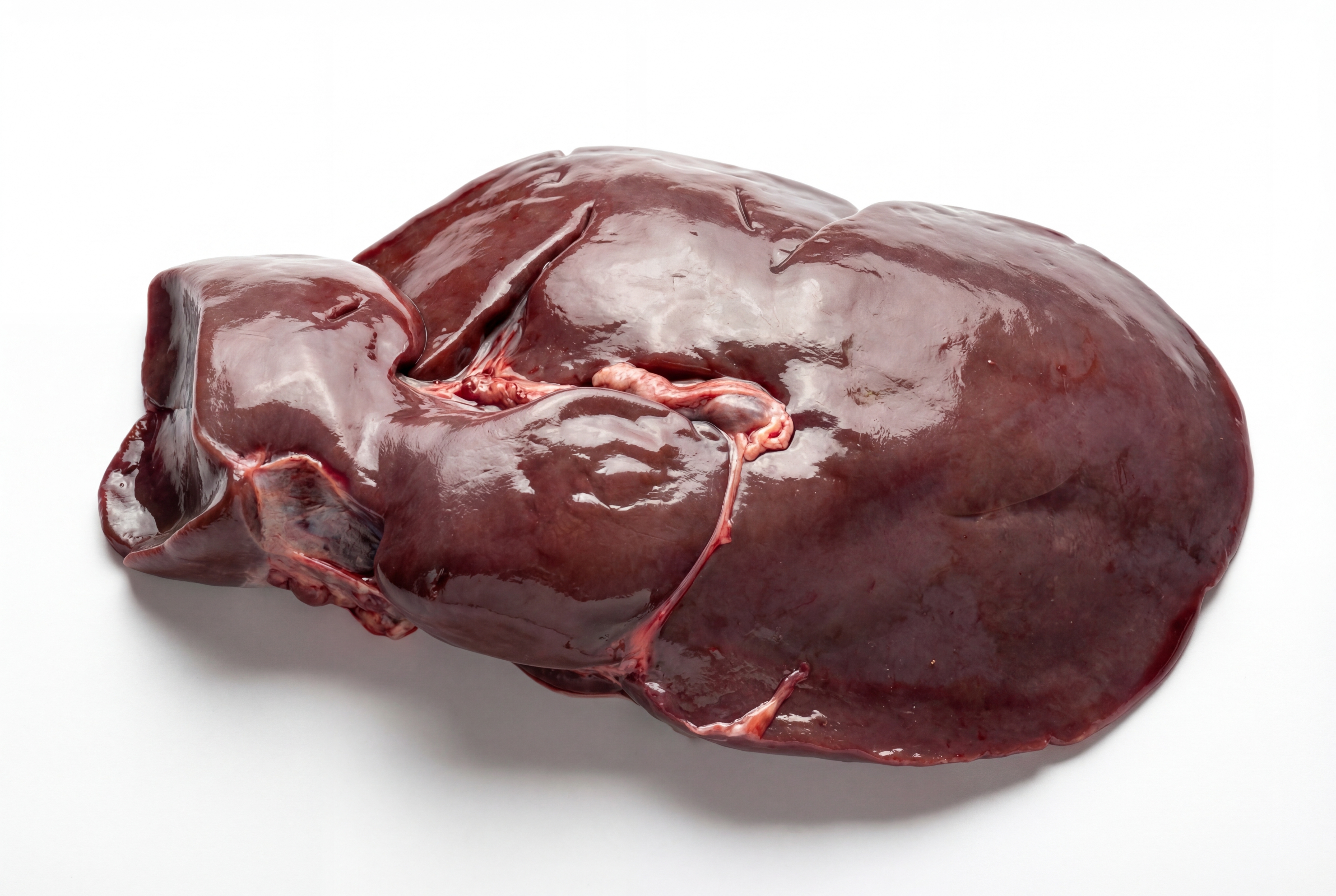 Gesunde Leber vom Rehwild