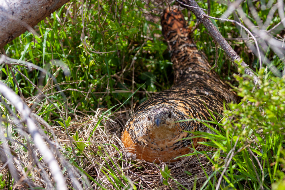 Auerhuhn als Bodenbrüter