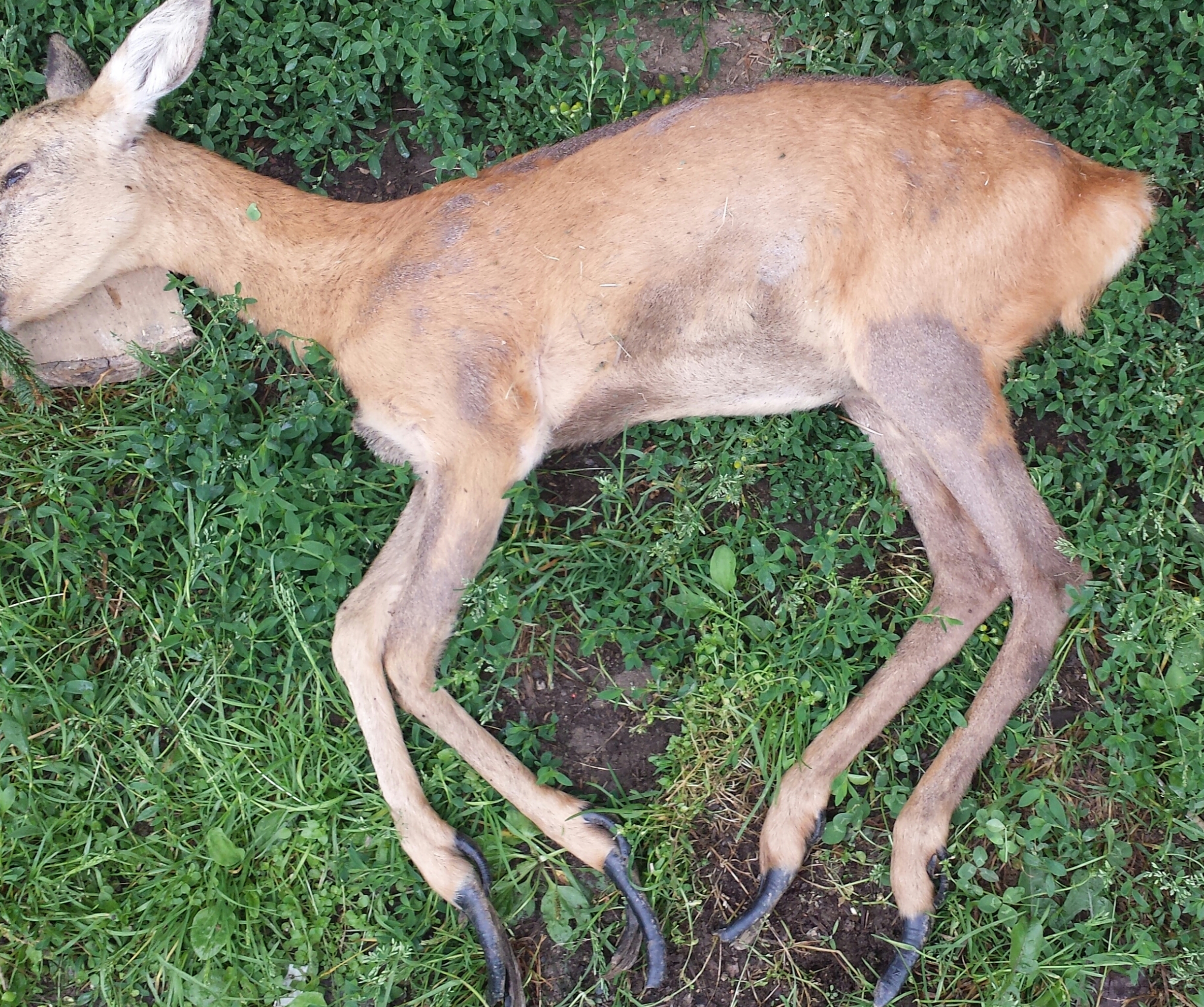 Schalenkrankheit beim Rehwild