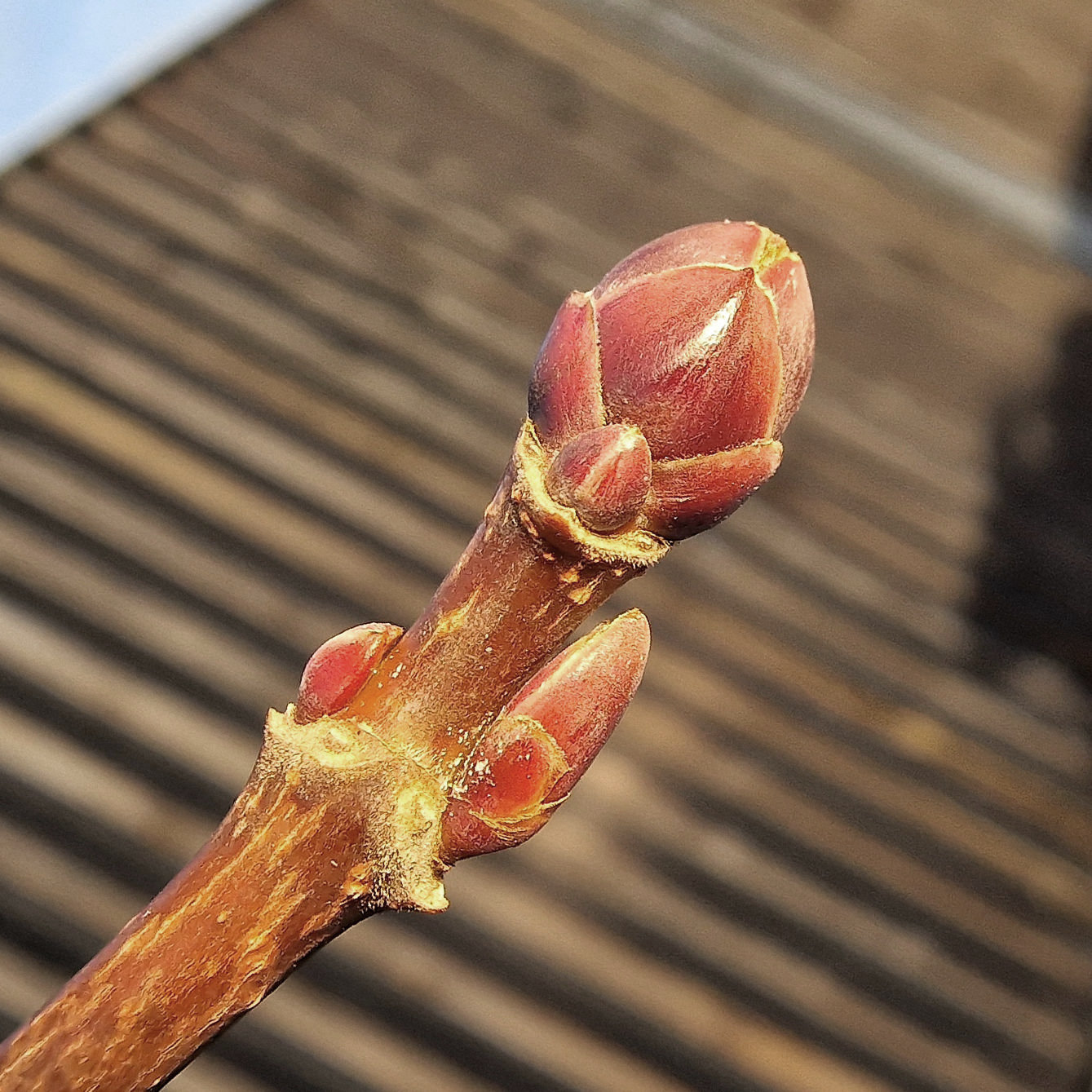 Ahorn-Spitz Knospe 20240116_145517