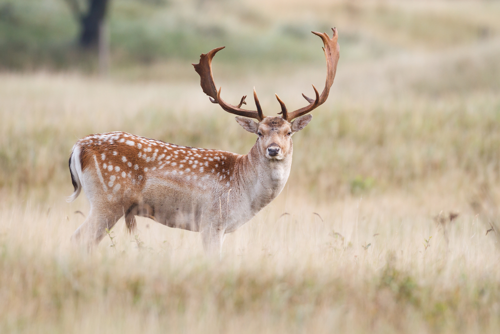 Damwild Hirsch Sommerkleid