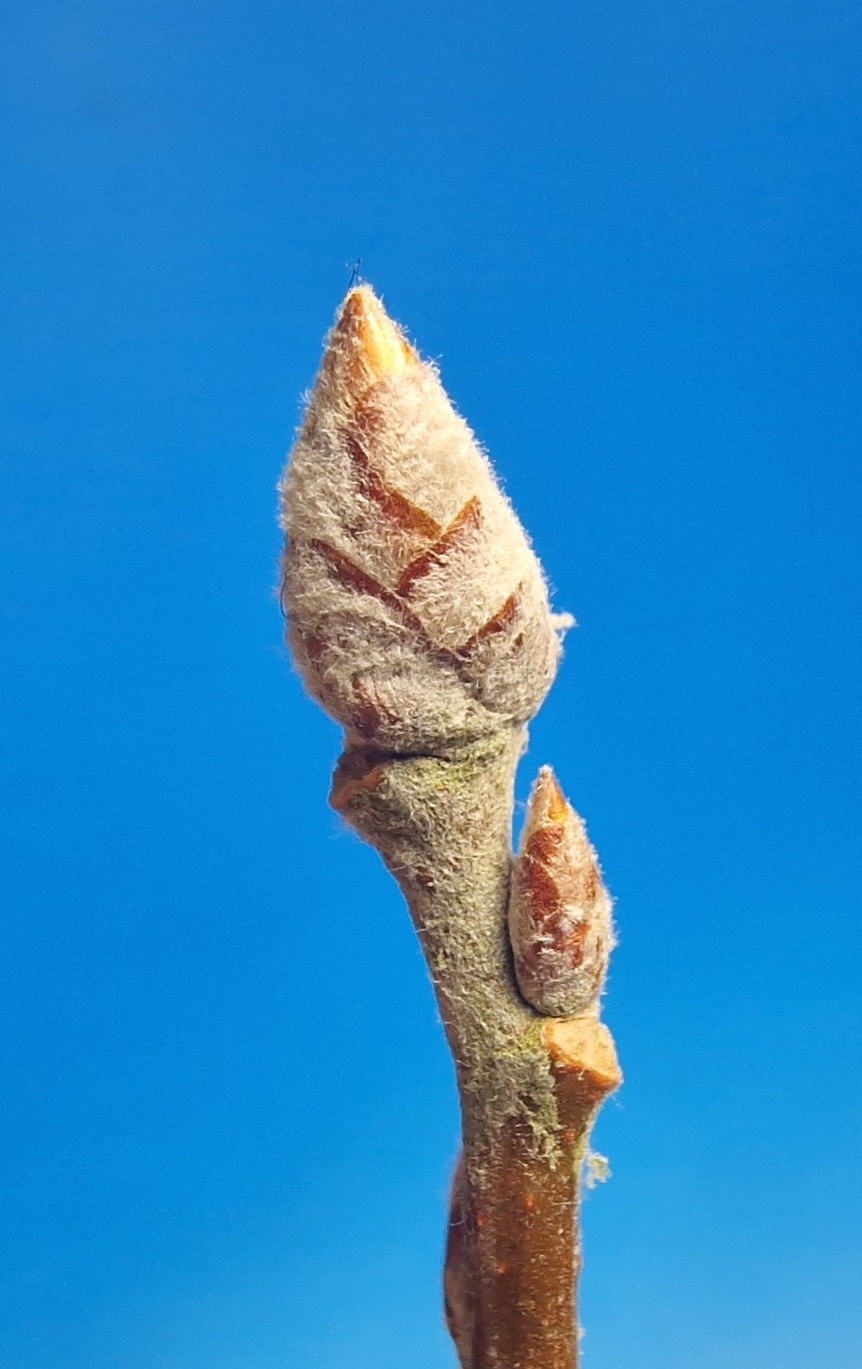 Pappel-Silber Knospe 20240122_170718