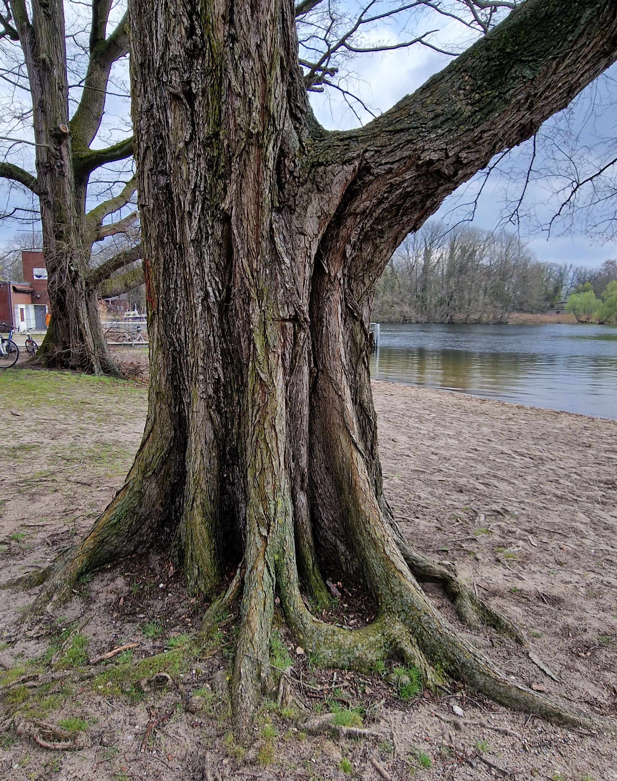 Ulme-Flatter Rinde 23 (2)a