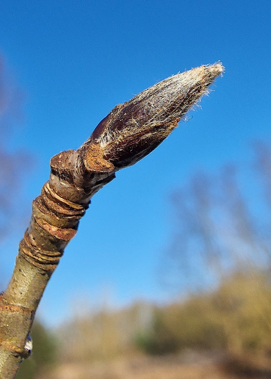 Eberesche-Gemeine Knospe 20240110_123656