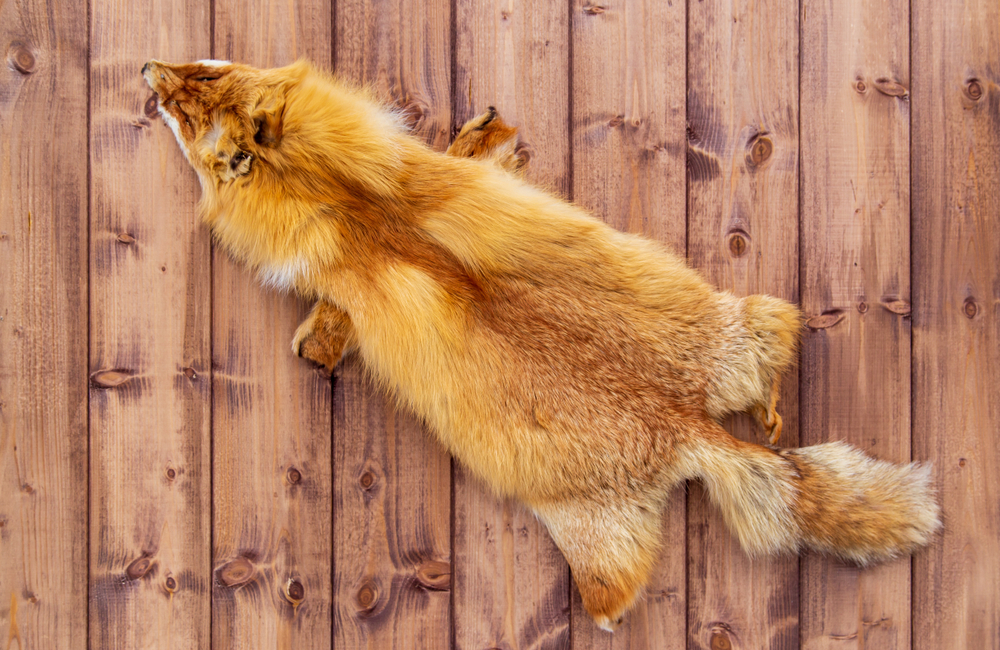 Fuchsbalg