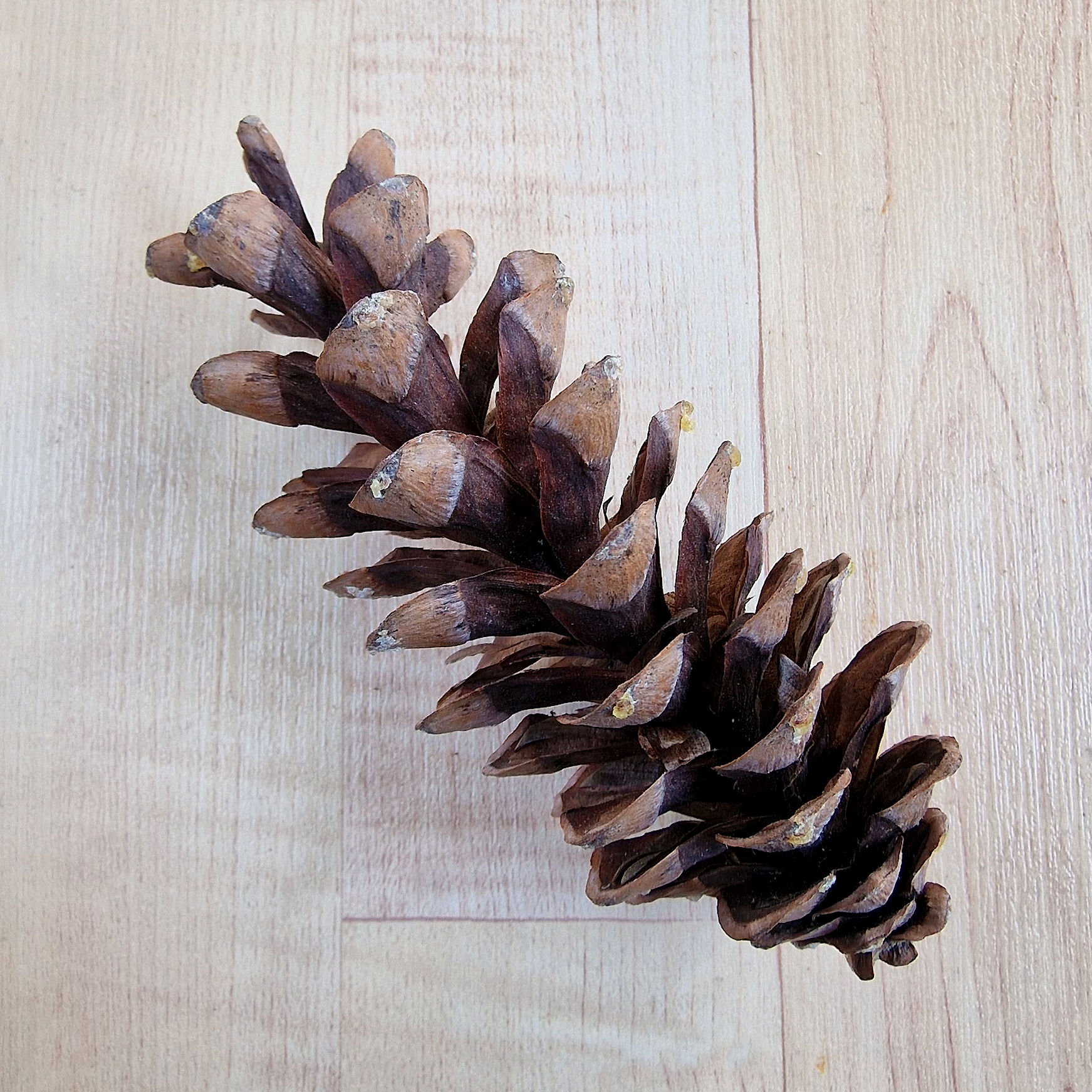 Kiefer-Weymouths Samen 20220523_160331