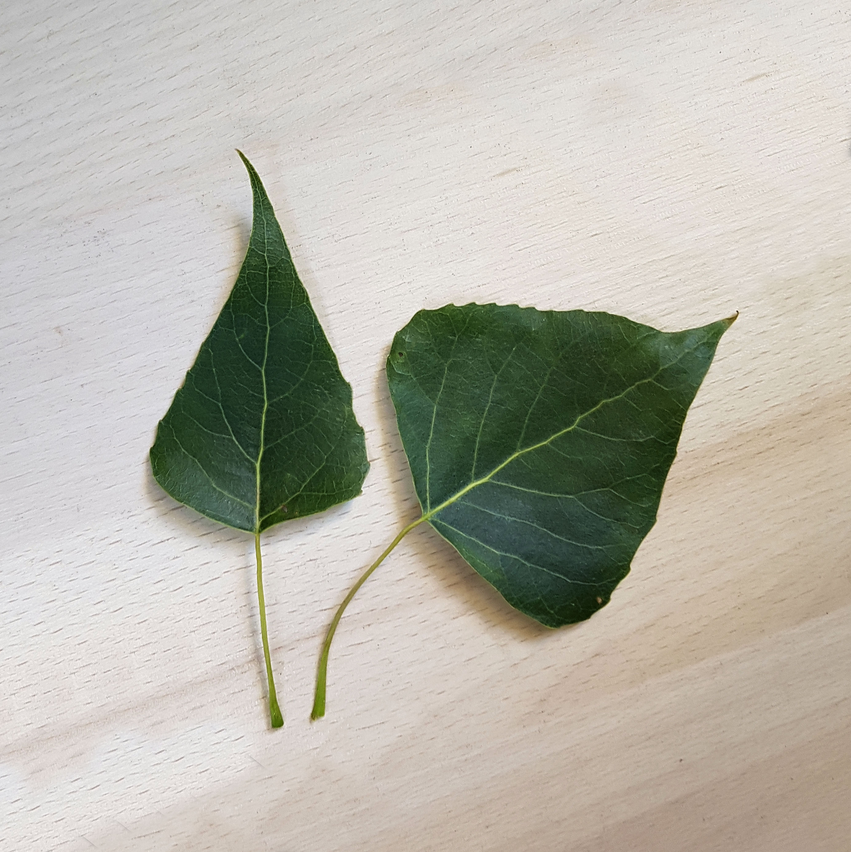 Pappel-Schwarz Blatt 20200623_184530b