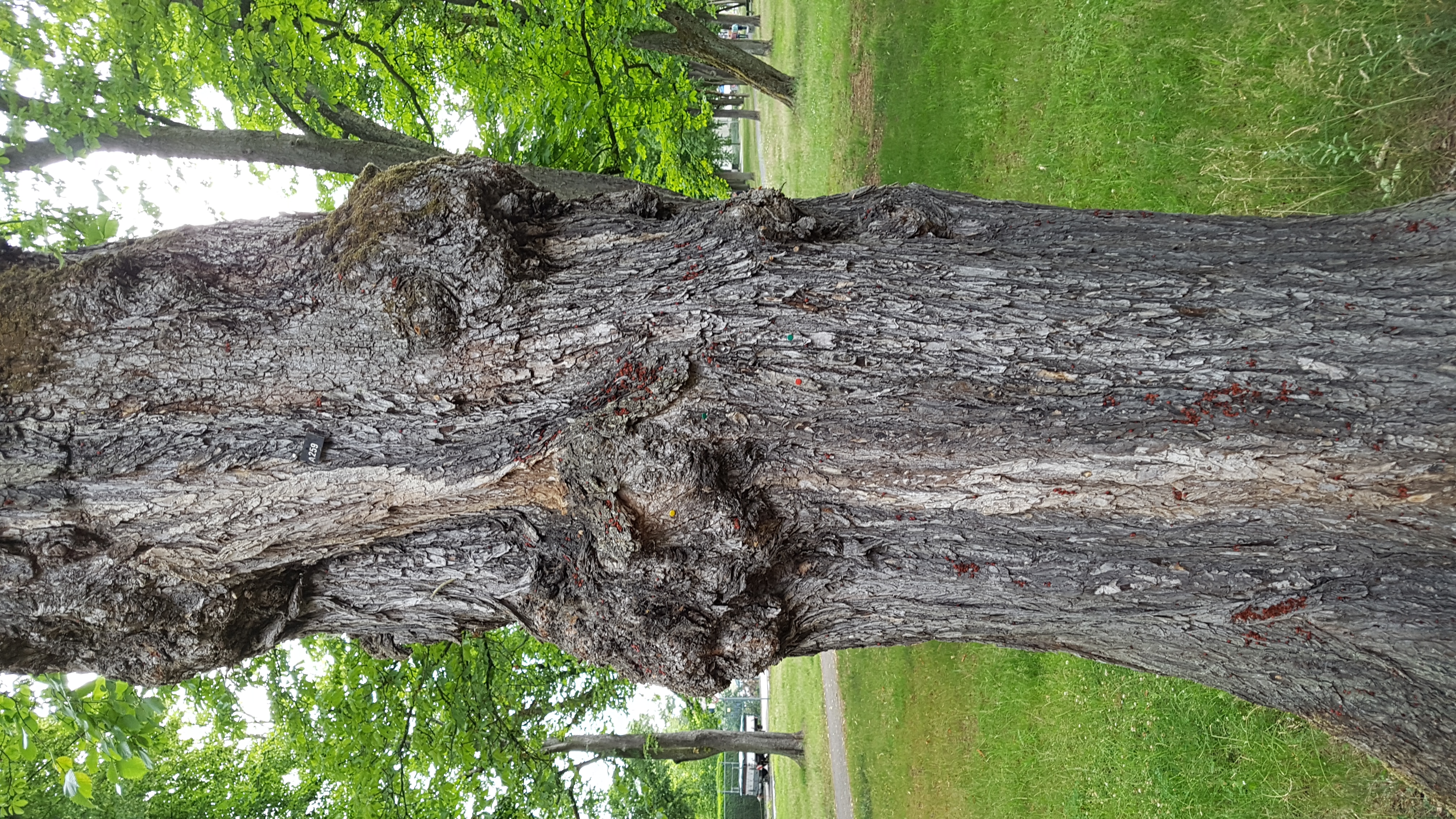 Ulme-Flatter Rinde 23 22