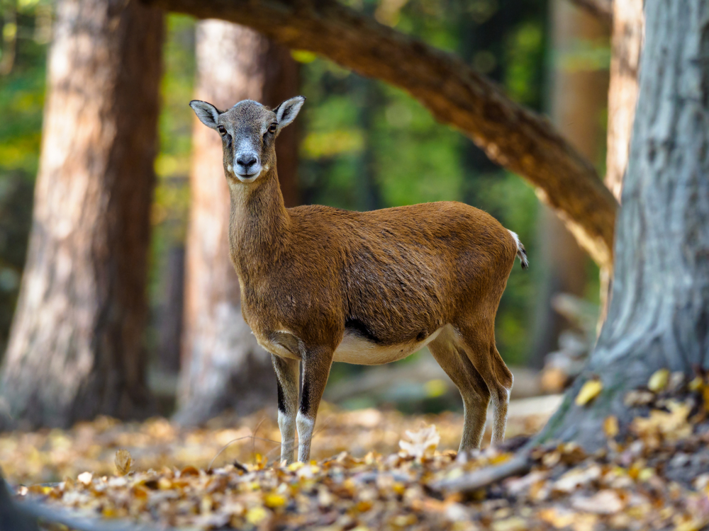Muffelschaf im Sommerkleid