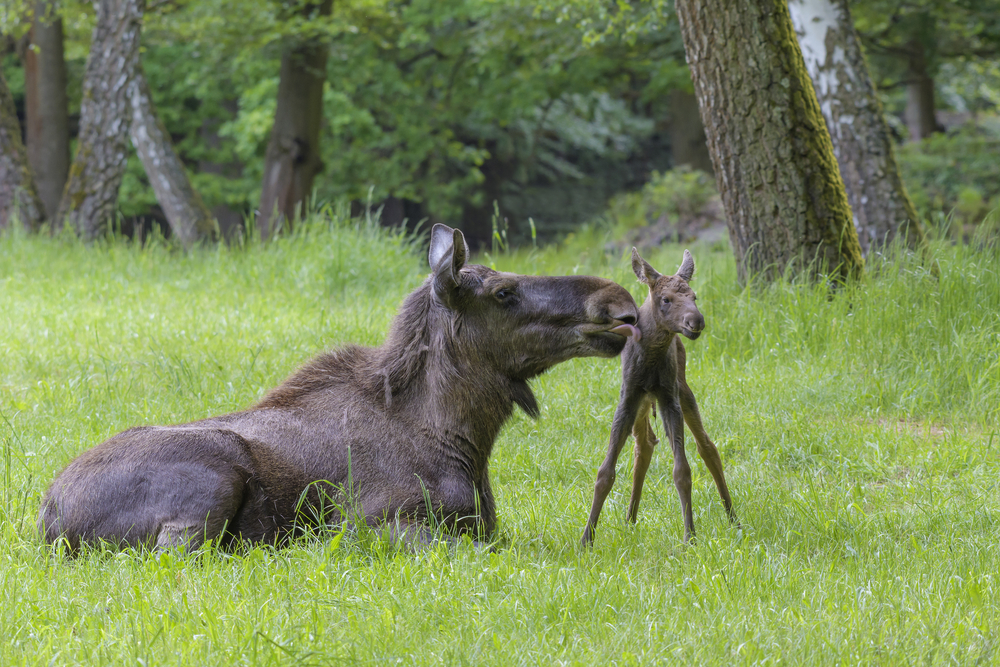 Elchtier mit Kalb