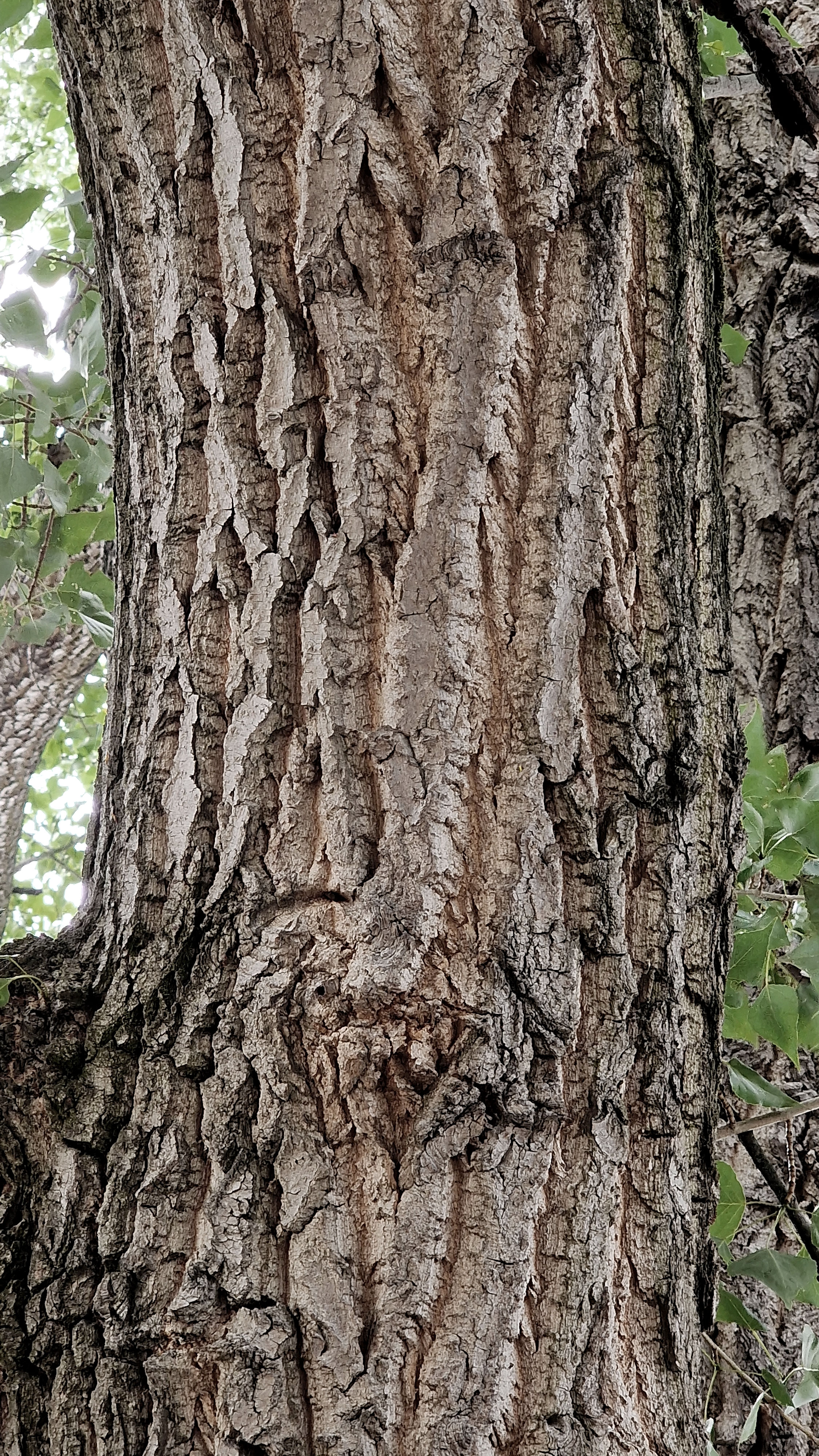 Pappel-Schwarz Rinde 1 a