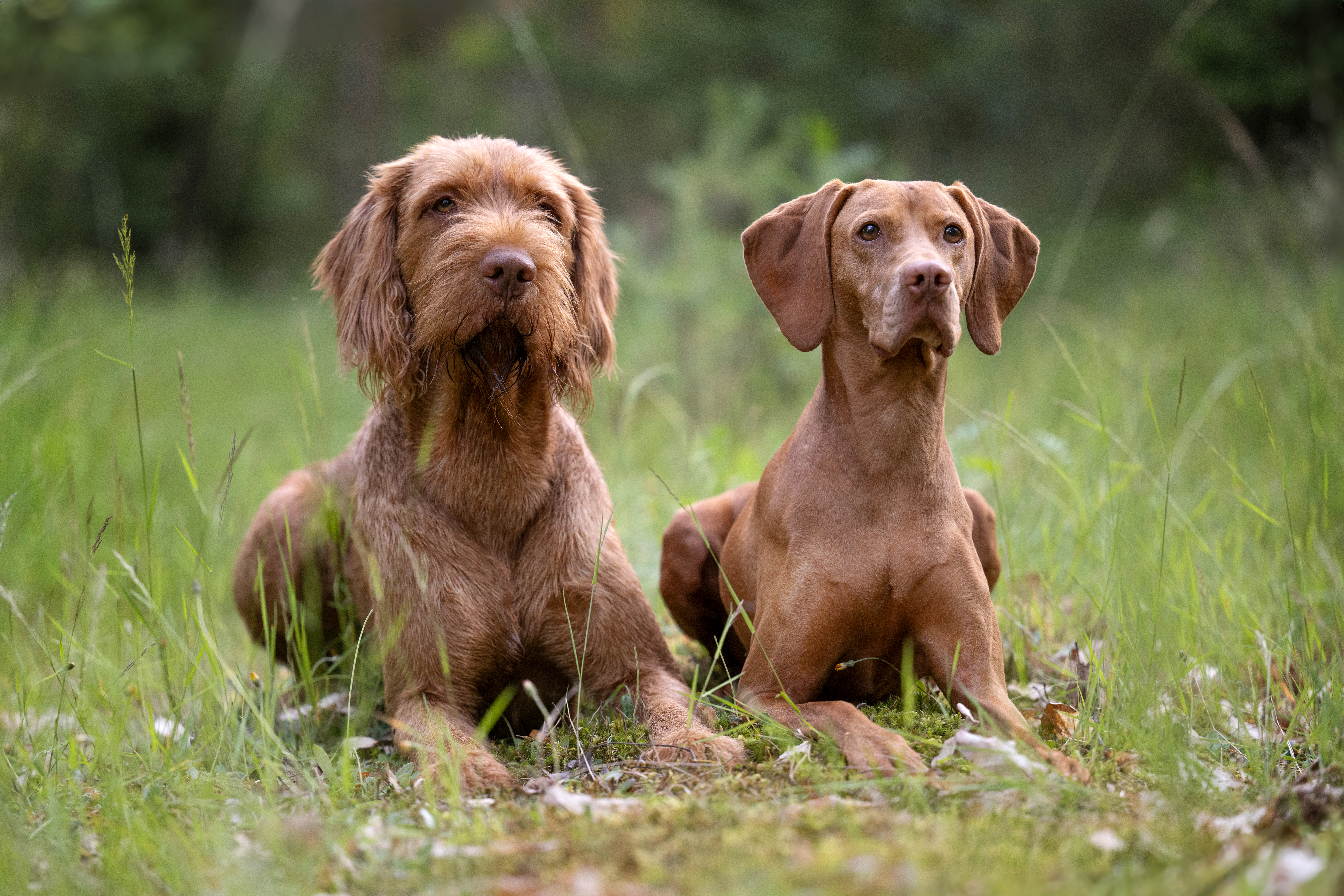 Magyar Vizsla Draht- und Kurzhaar