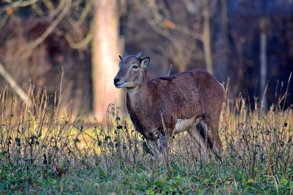 Muffelschaf mit Stümpfen
