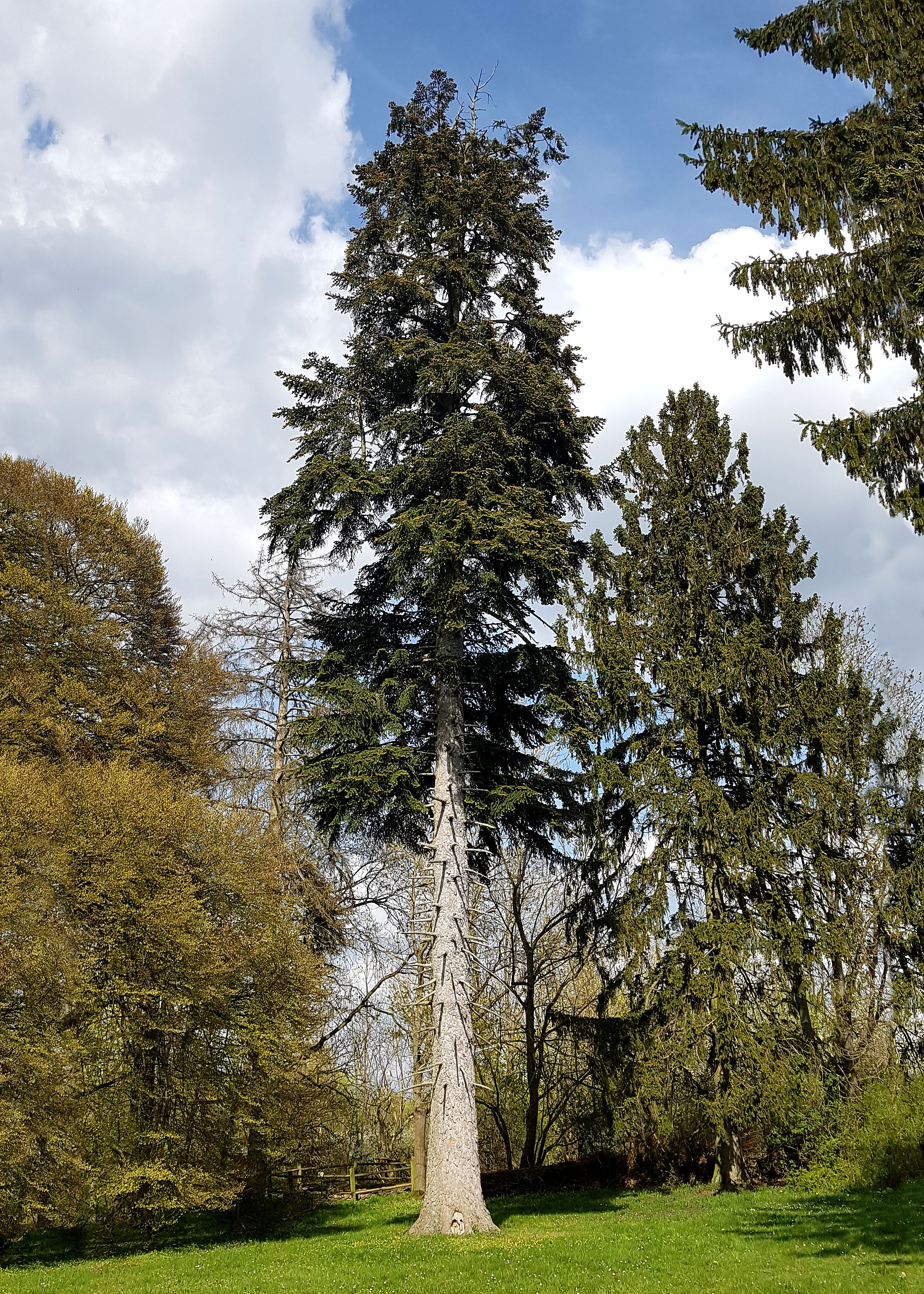 Tanne-WeiÃ Habitus 20220427_150910aa