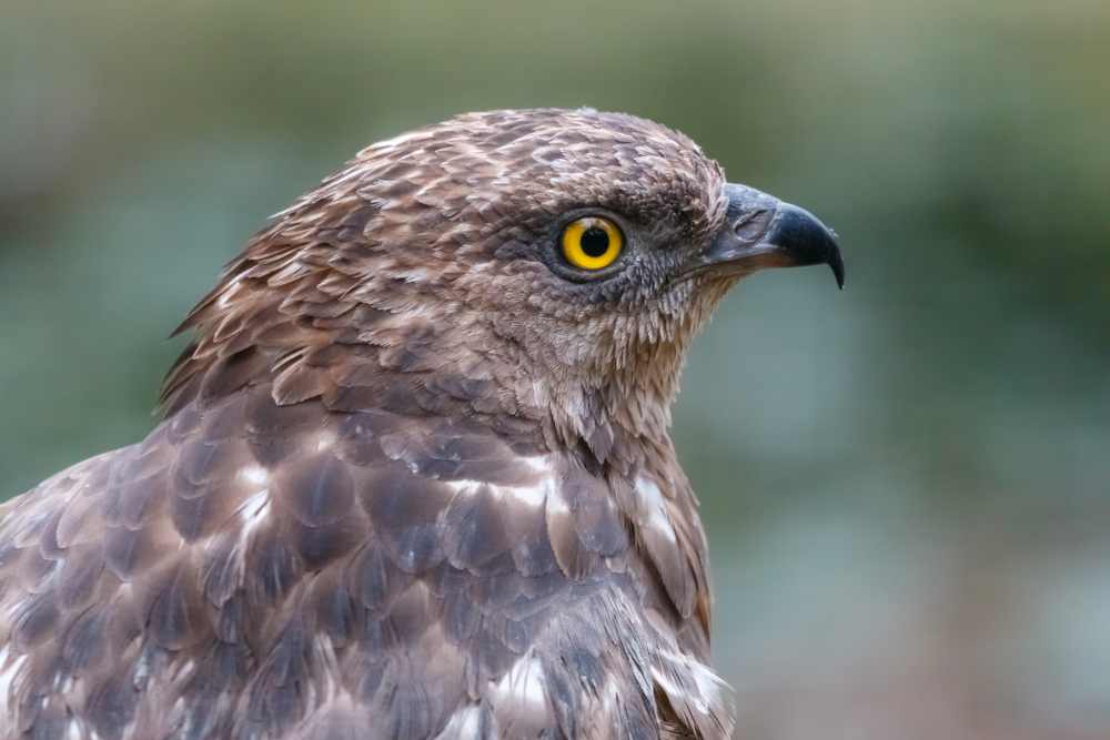 Wespenbussard mit schlitzförmigen Nasenlöchern
