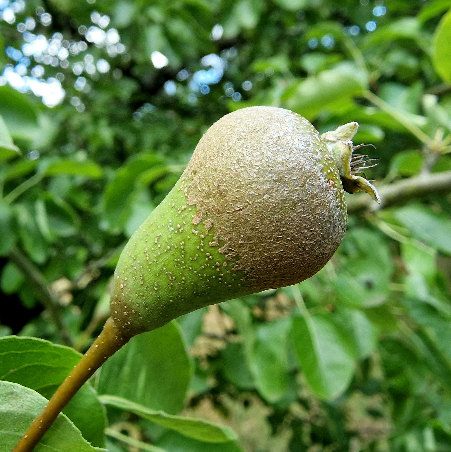 Birne-Wild Samen u 20240711_170458 a