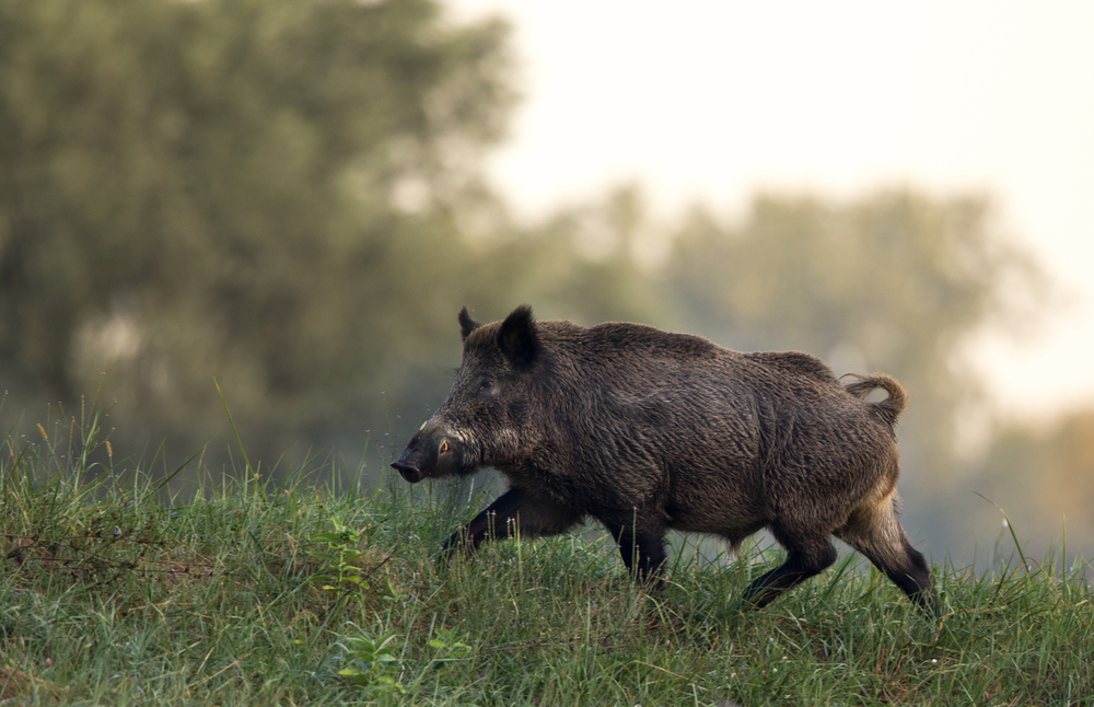 Schwarzwildkeiler mit erkennbarem Pinsel