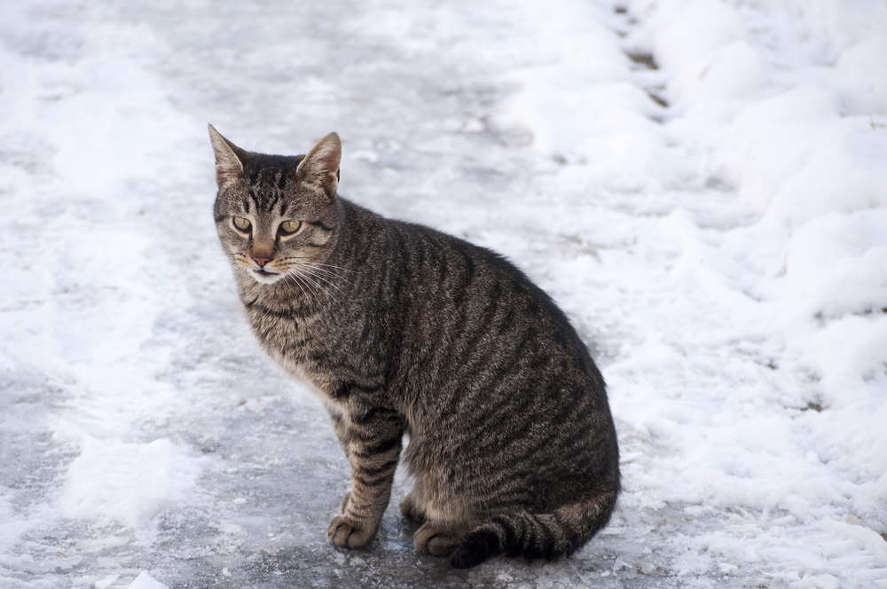 Hauskatze