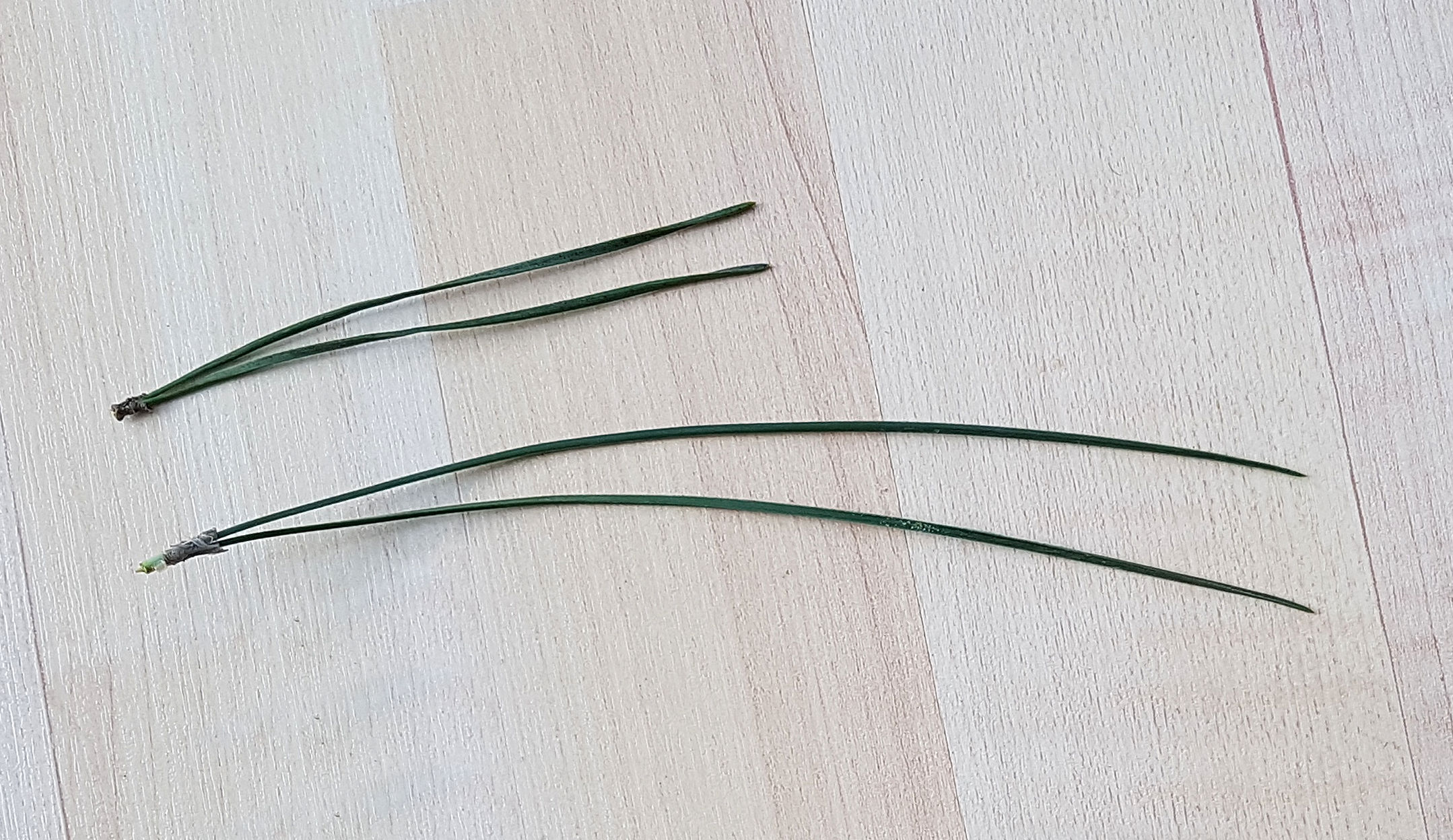 Kiefer-Schwarz Blatt 20220202_133458