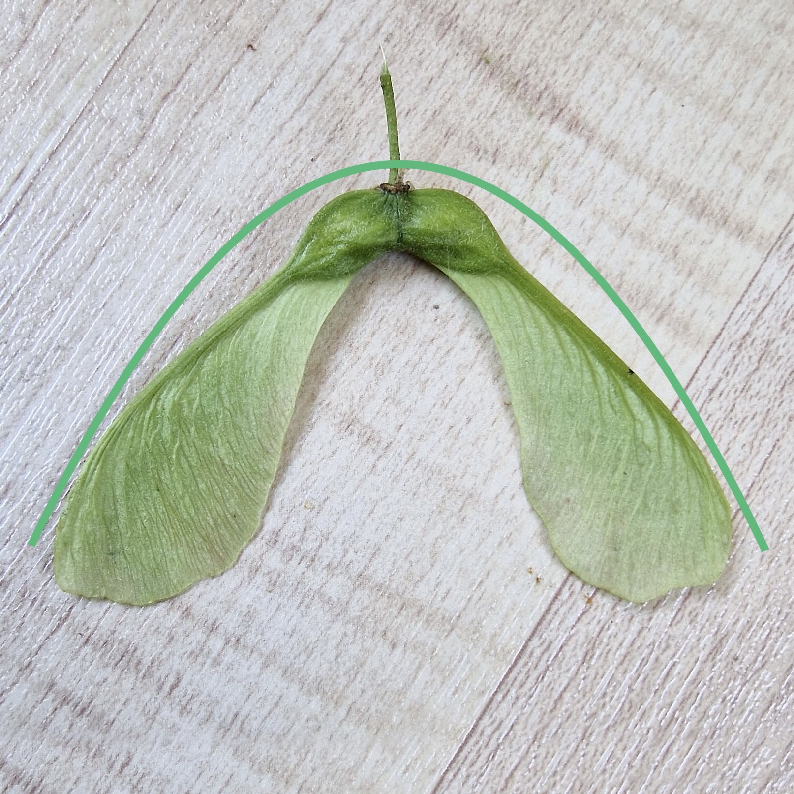 Ahorn-Berg Samen 20240727_180021