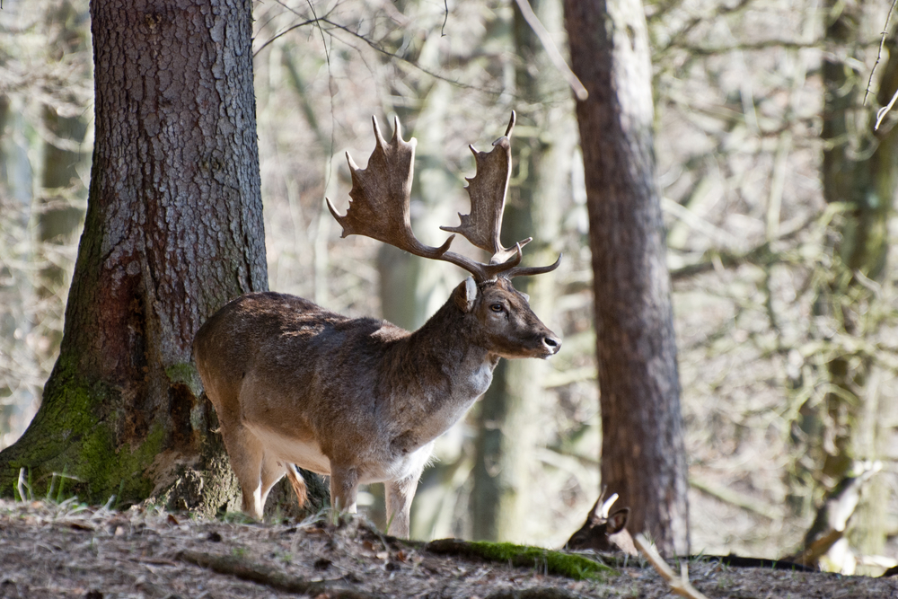 Damhirsch mit keilförmiger Schaufel