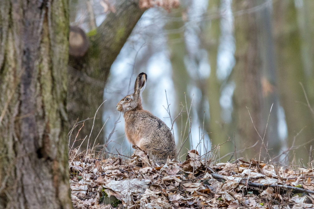 Hase Wald