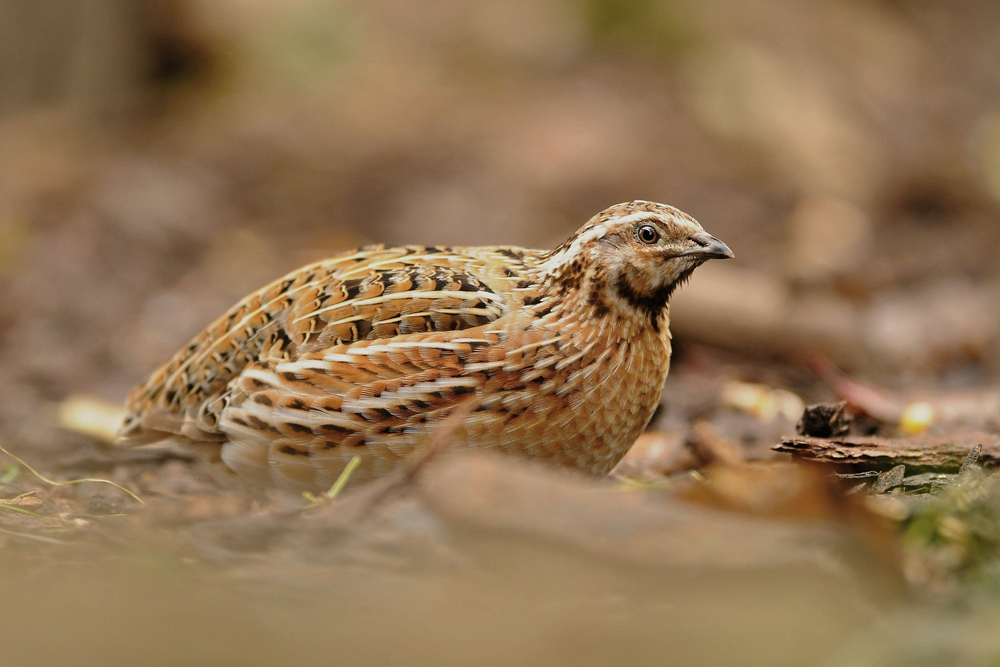 Wachtelhahn