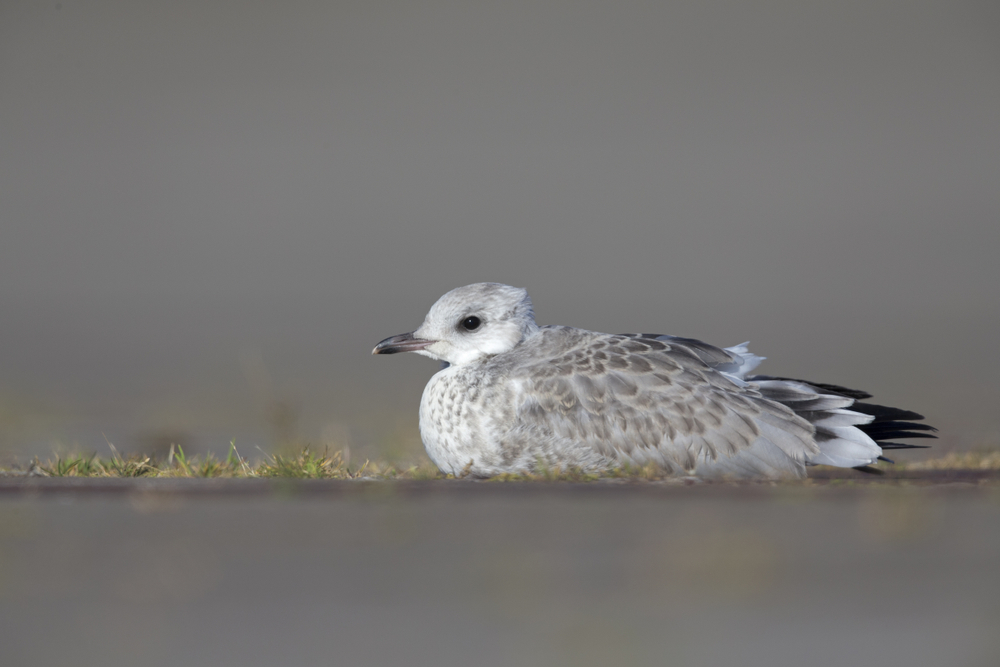 Juvenile Sturmmöwe