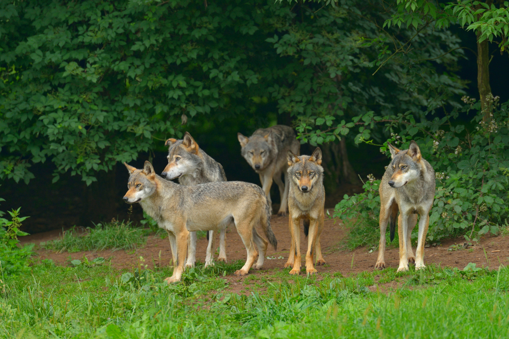 Wolfsrudel