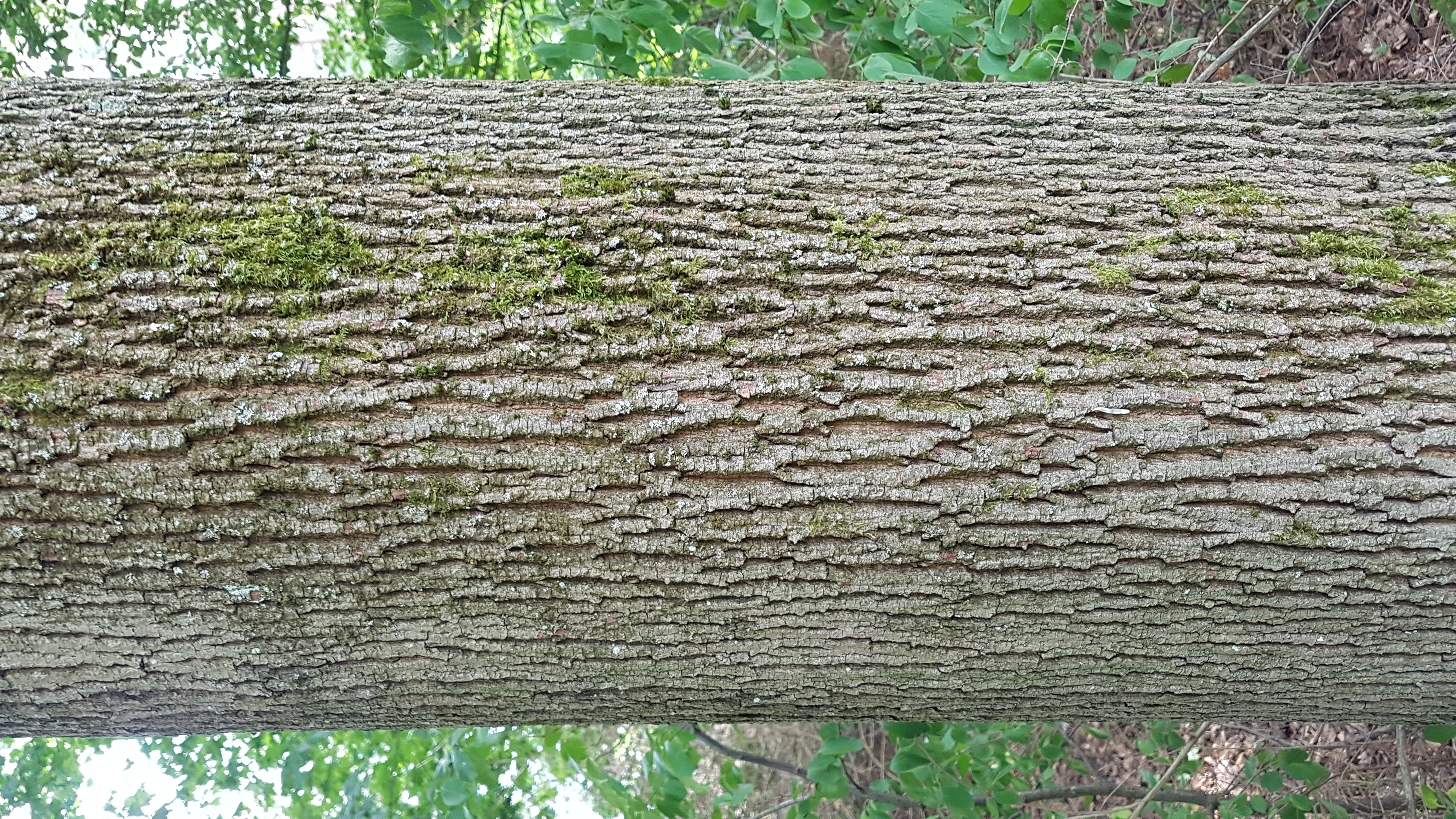 Ahorn-Spitz Rinde 23 4