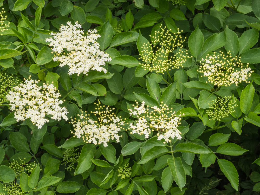 Blüte des Schwarzen Holunders