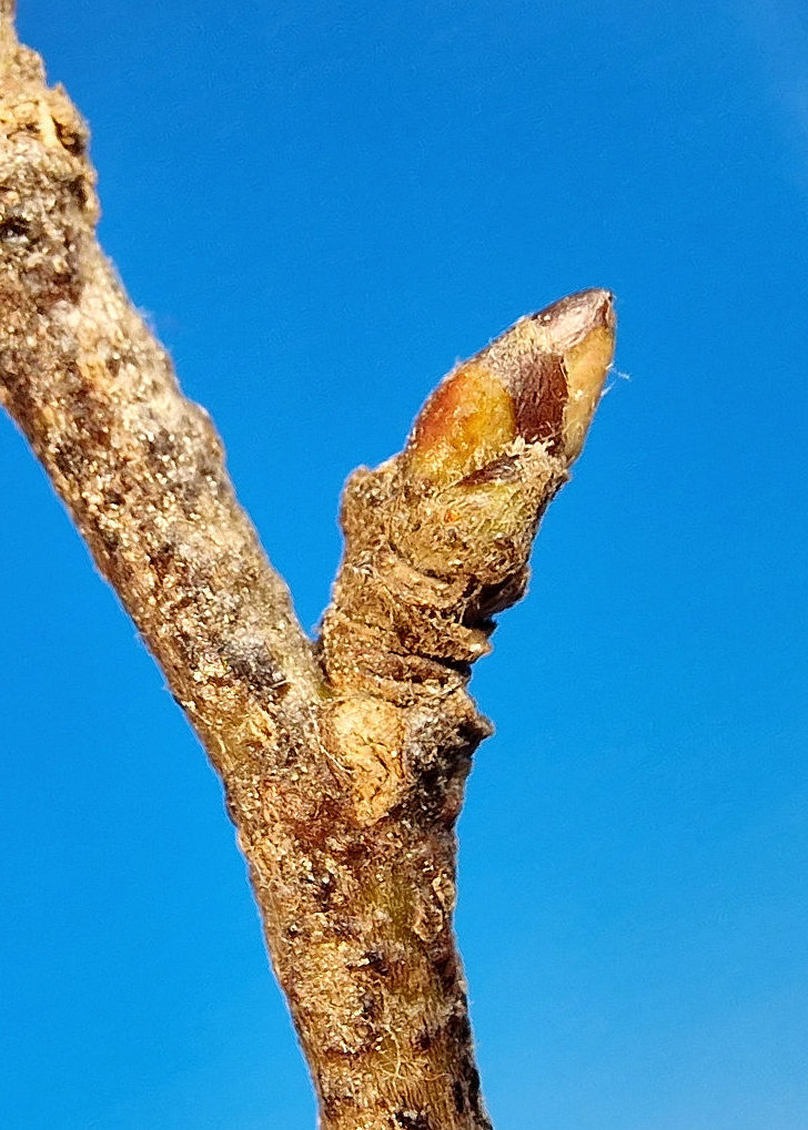 Apfel-Wild Knospe u 20240209_000028