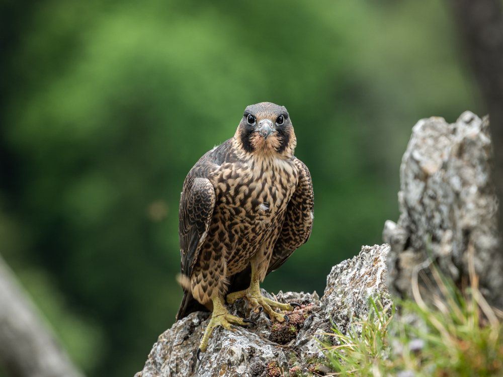 Junger Wanderfalke