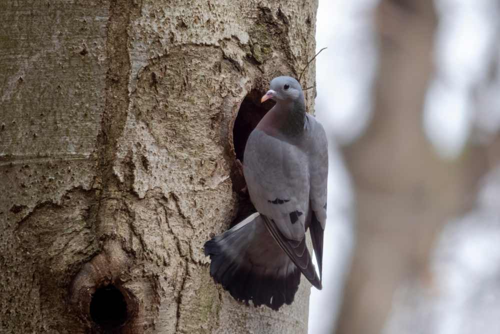 Hohltaube Nest