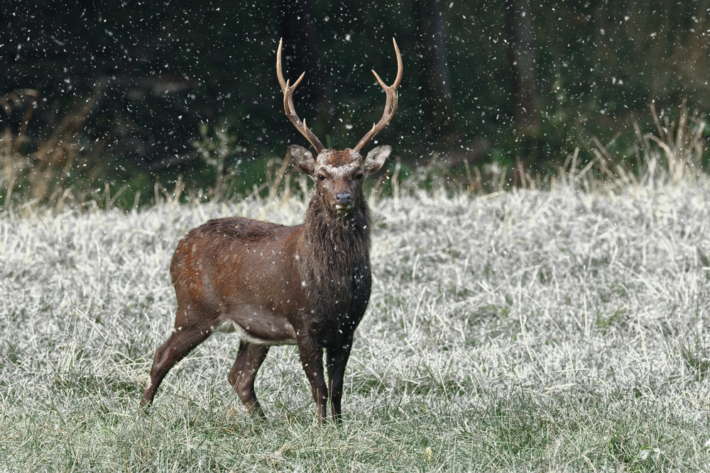 Sikawild Winterkleid