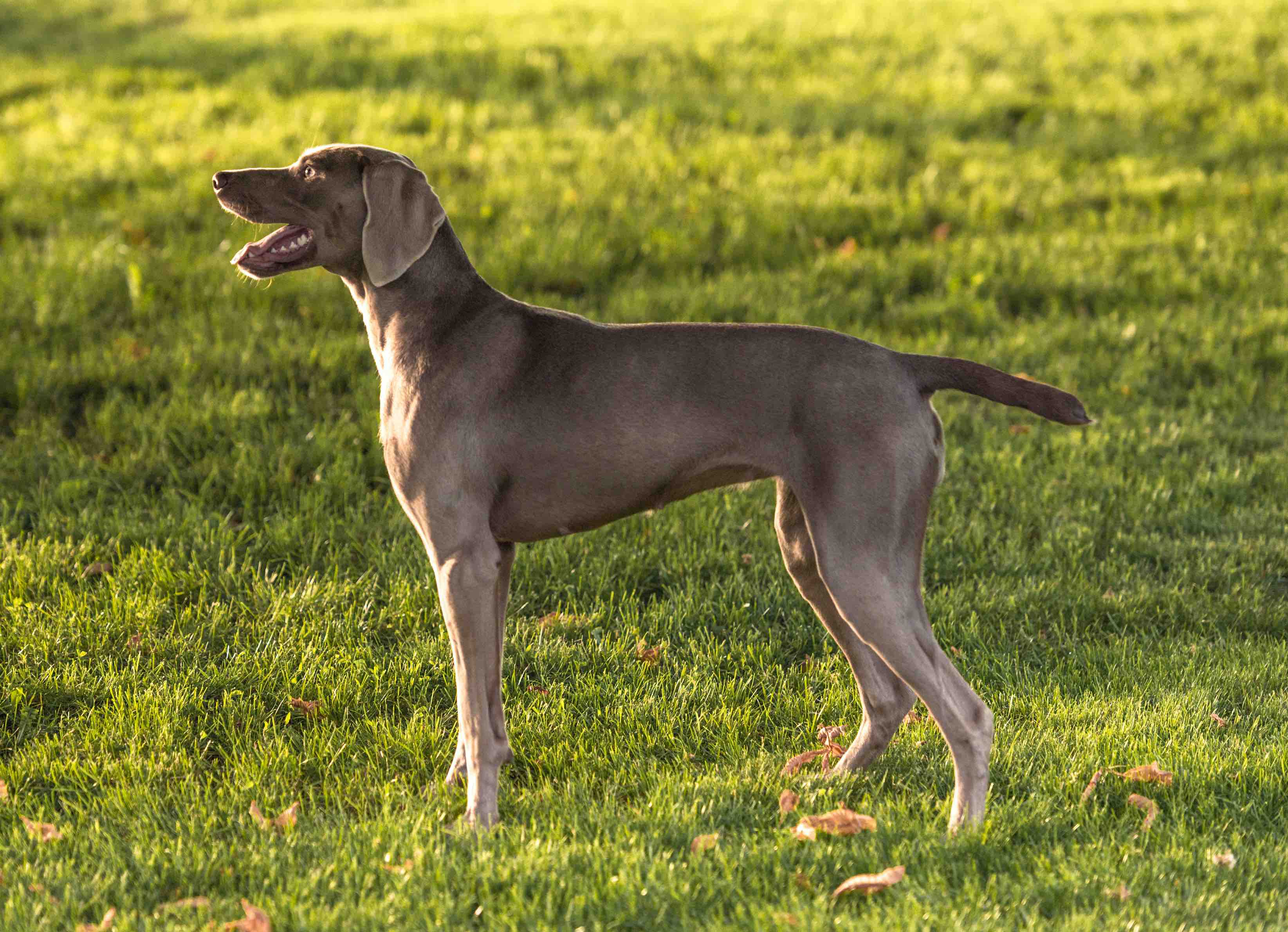 Weimaraner (kurzhaar), kupiert