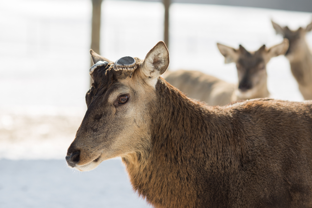 Rothirsch im Winter mit abgeworfenem Geweih. 