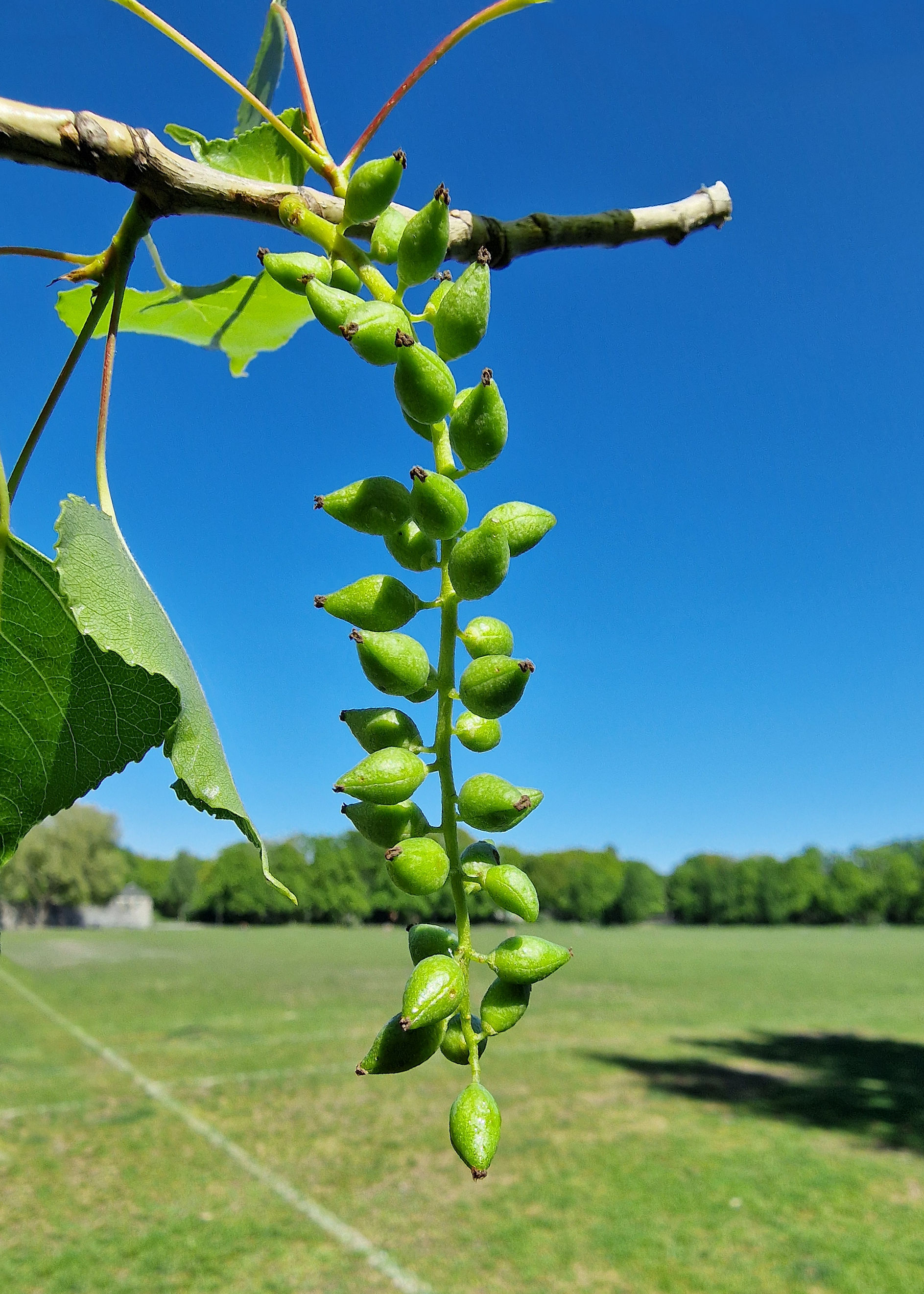 Pappel-Schwarz-Echte Samen 20250428_152549
