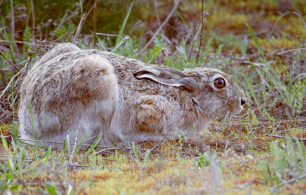 Hase liegend