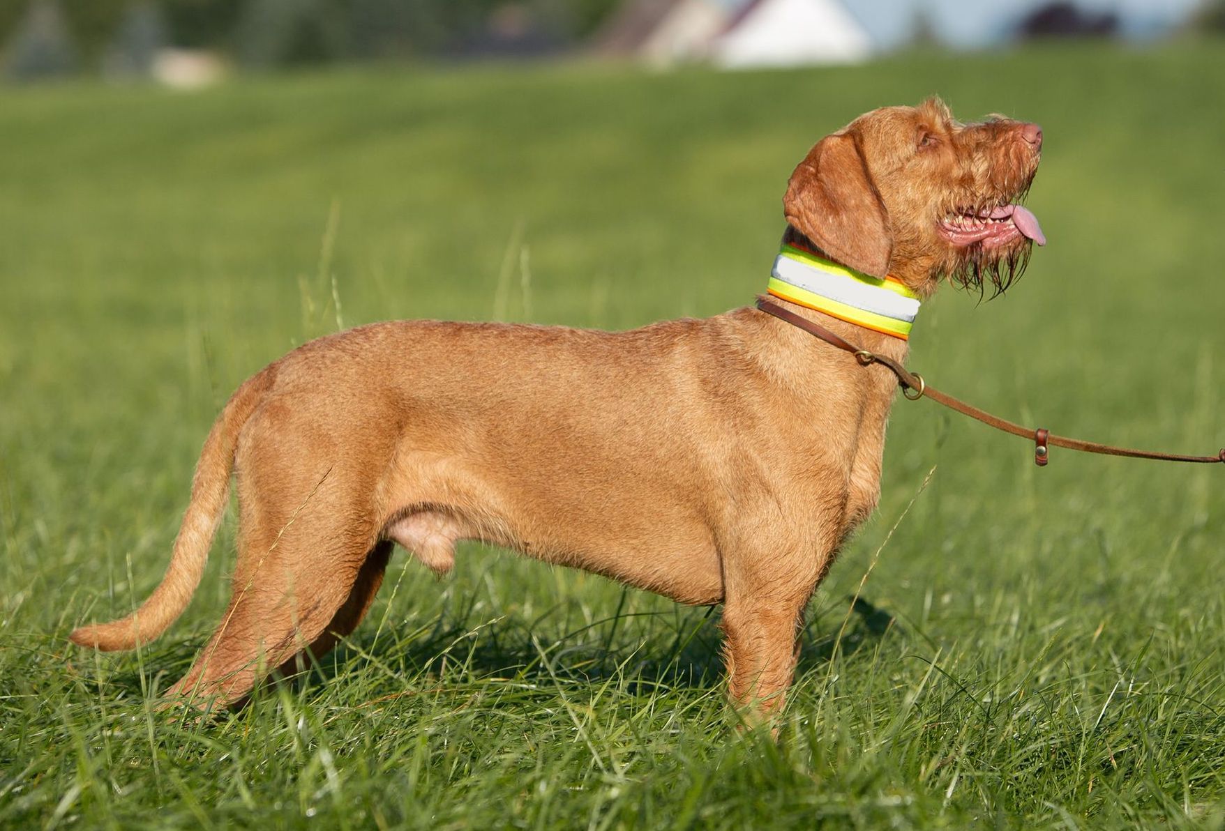 Vizsla (Rauhaar)