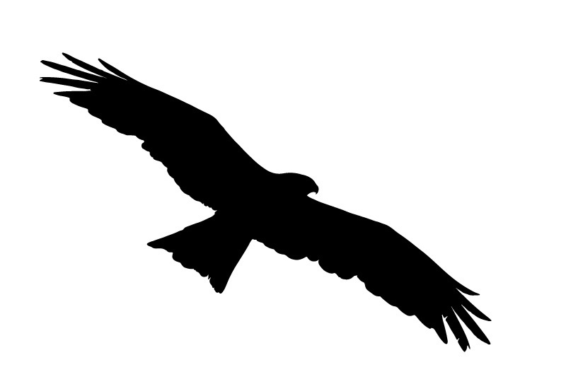 Schwarzmilan Flugbild