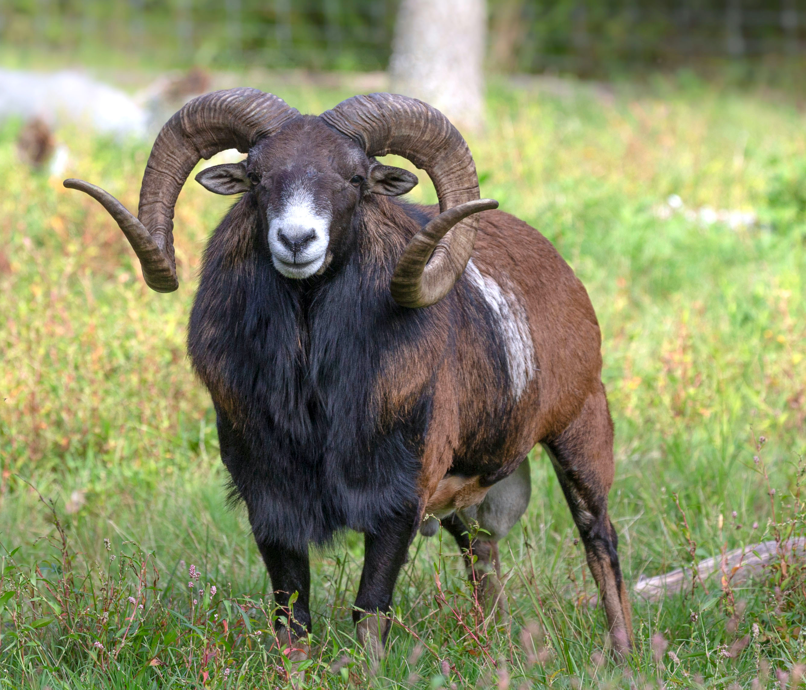 Muffelwidder mit Horn in Heidschnuckenform