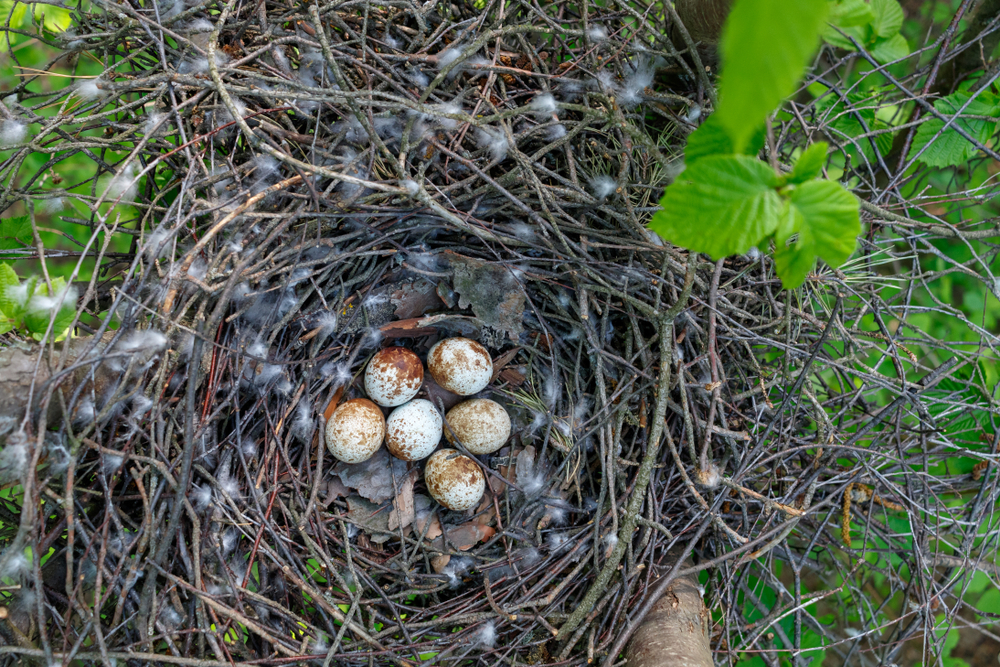 Sperber Nest