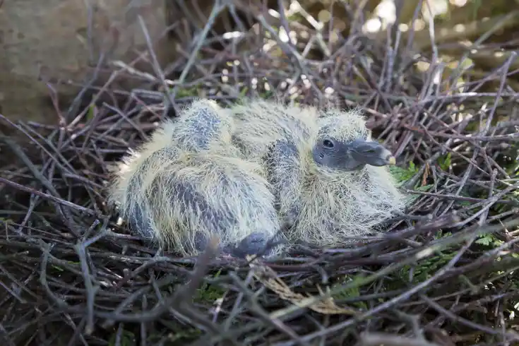 Ringeltaubenküken im Nest