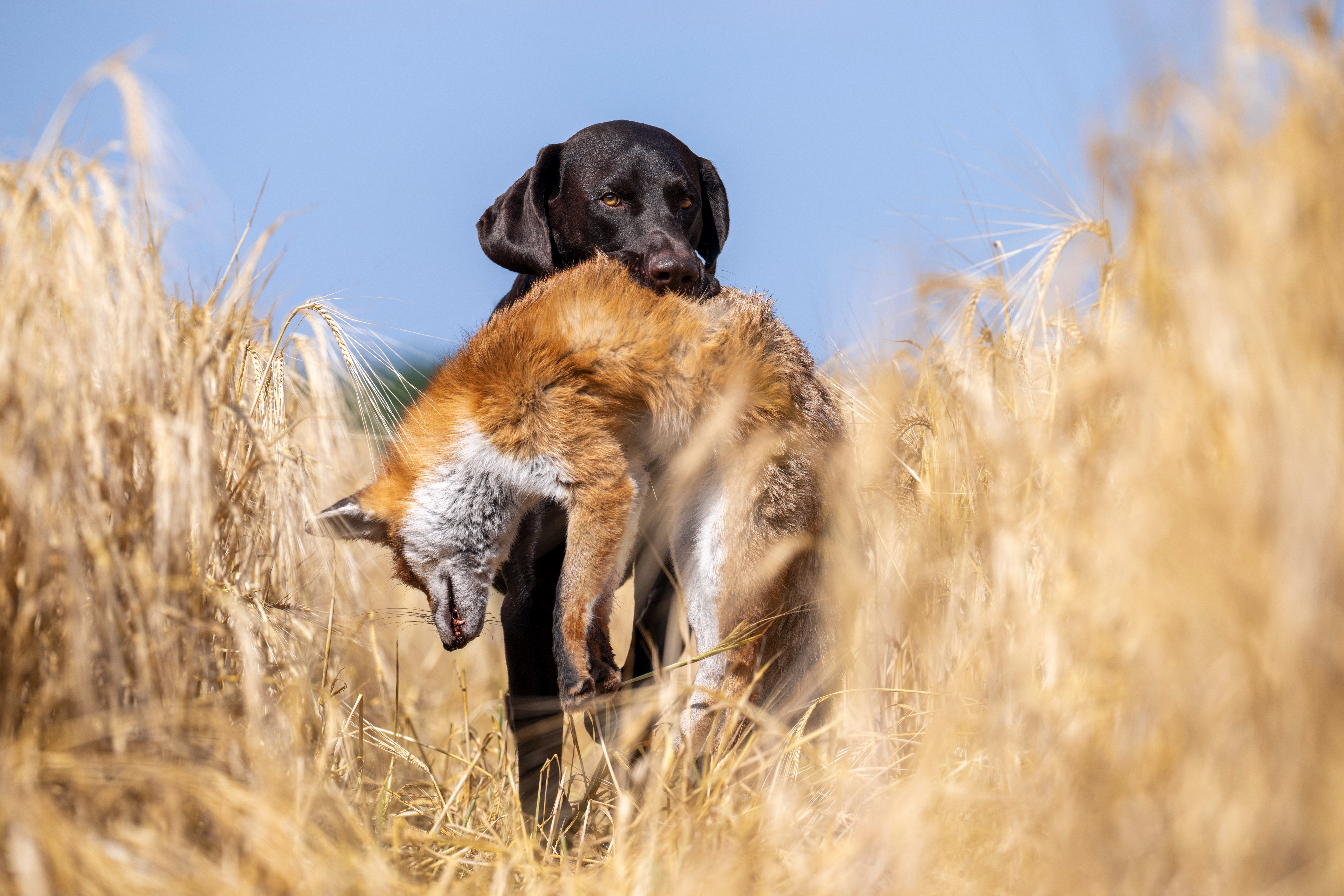 Deutsch Drahthaar apportiert einen Fuchs