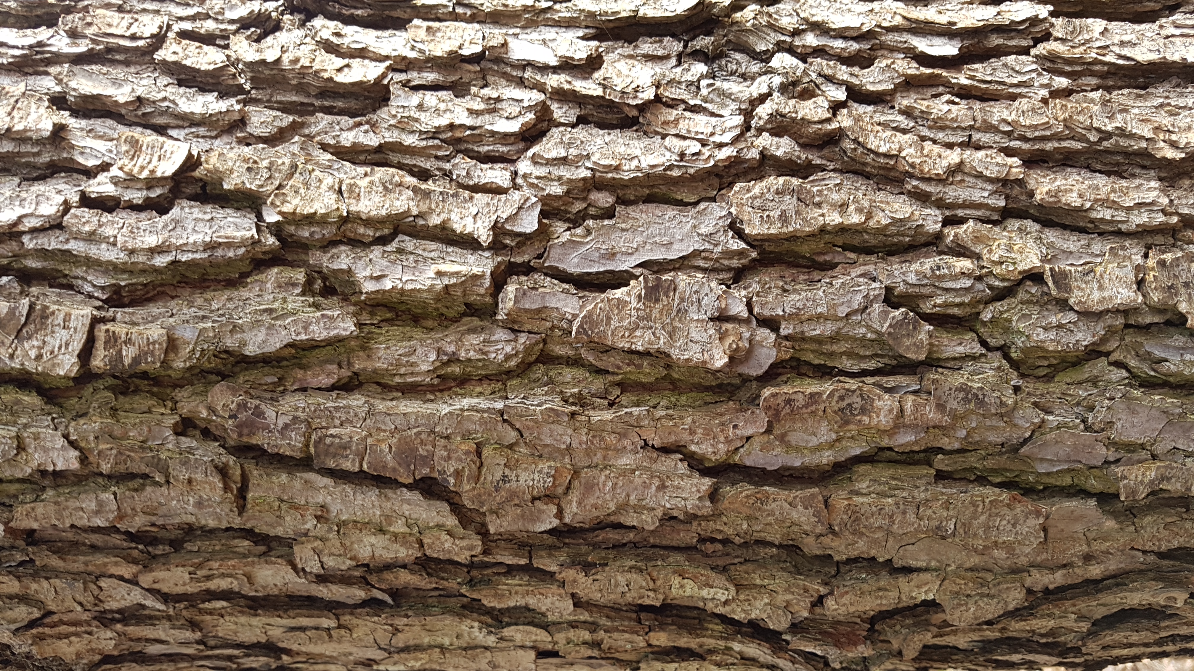 Erle-Schwarz Rinde alt 20200315_163155 Wummsee