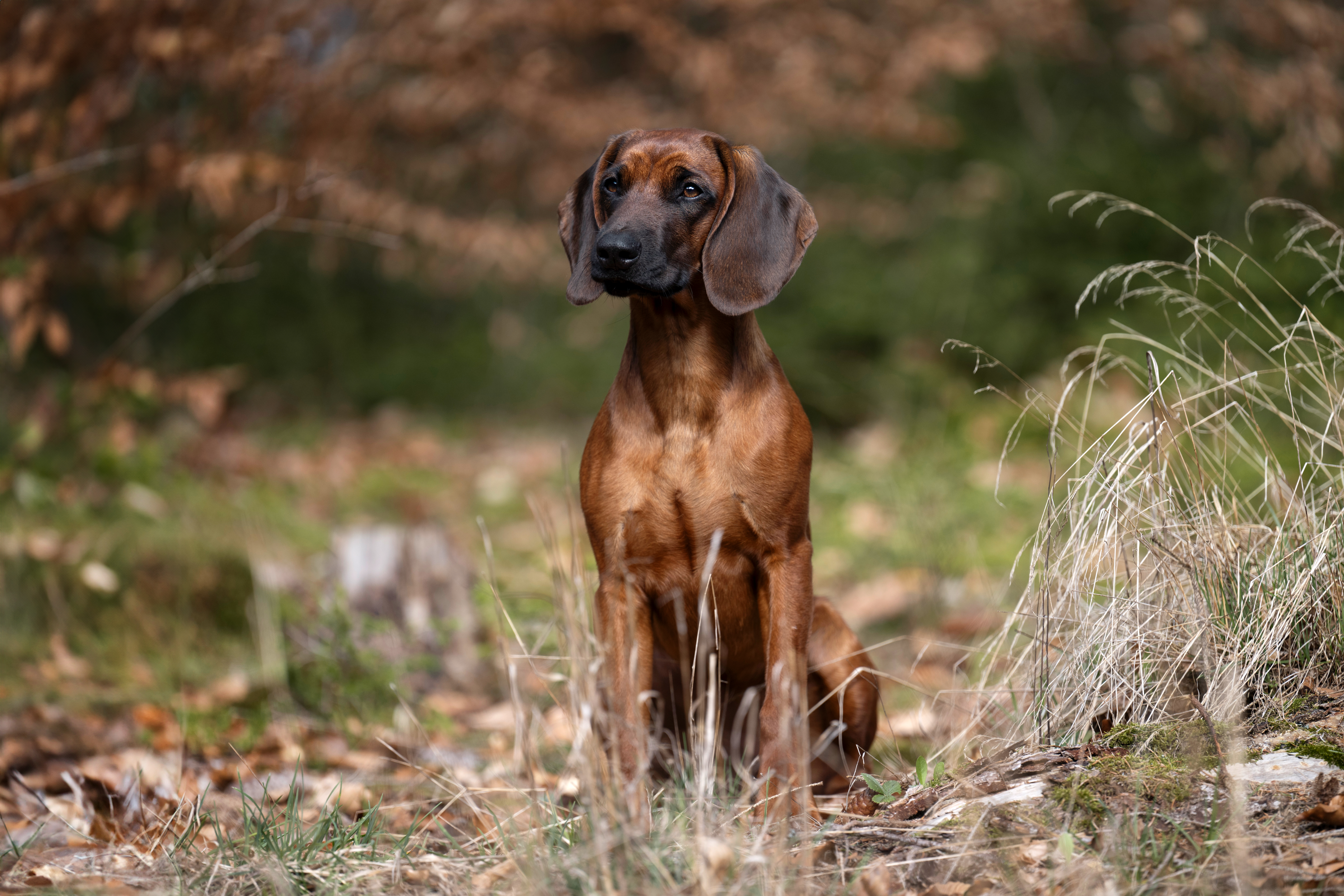 Bayerischer Gebirgsschweißhund sitzend
