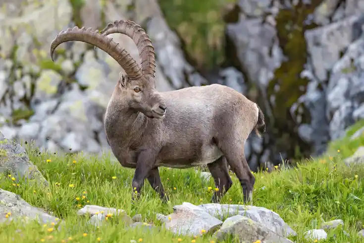 Älterer Steinbock