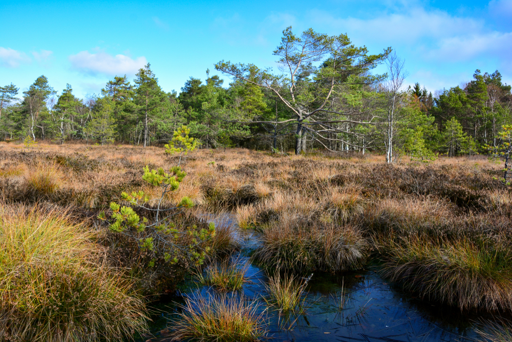 Schwarzmoor in der Rhön, Bayern.