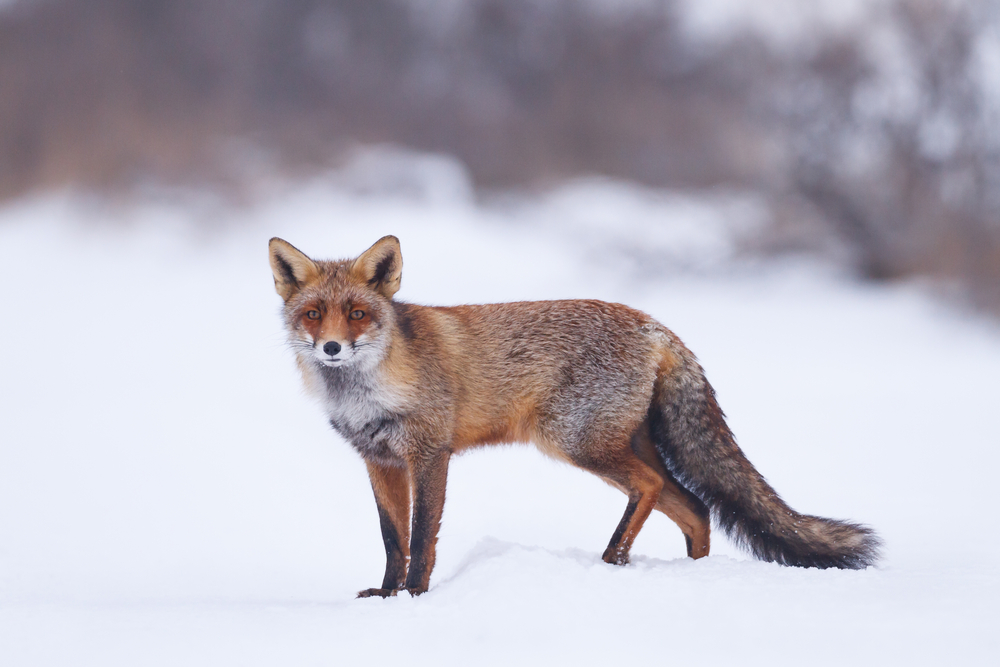 Kohlfuchs